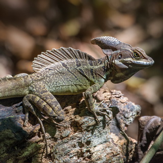 Carara - Common basilisk